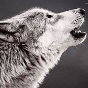 Wolf666p Profile Picture