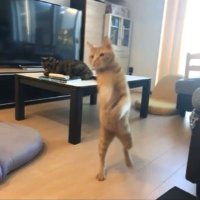 spectral (@spzctrl) 's Twitter Profile