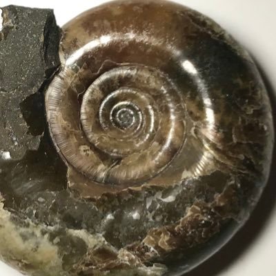 鉱物、現生・化石貝類のマニア。 白亜紀貝化石に関する駄文→ https://t.co/DRZeWRwPMh