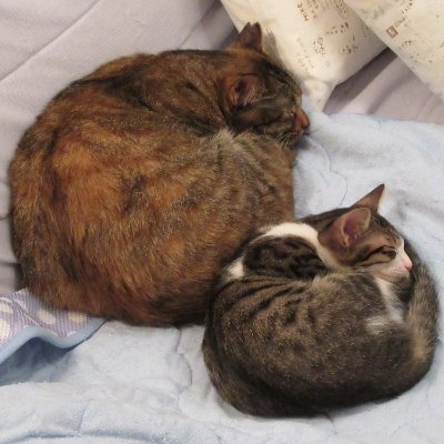 kirayuraerakura's profile picture. えっちゃん♀（R1/7/7生）と、くう♂（R3/7/7生）二匹のニャンと共存生活しています (ゆら15歳8カ月でR3/1/29にお空へ帰りました
えっちゃんは麦わらというちょっとレアな柄（らしい？）のおっとりのんびりさん
くうはエジプト猫かのごとくな超細長猫の超やんちゃ坊主
お見事に対照的なコドモらです