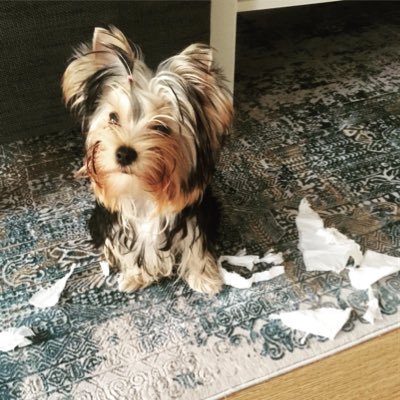 KayraPektok's profile picture. 