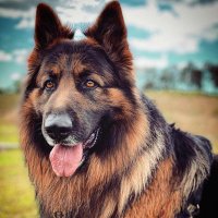 German shepherd Lovers community(@WilliamsDevid1) 's Twitter Profile Photo