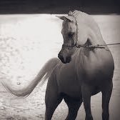 fatmah_ali_math's profile picture. 