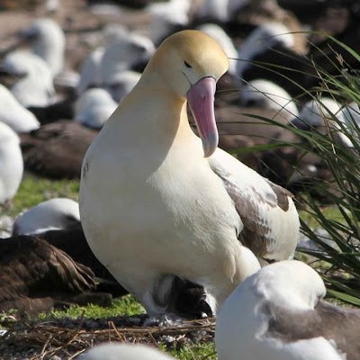 Albatorossと言います!!
インラグの情報を発信し、皆様にお届けすることを目的にしています!!
まめに見ていただけるとありがたいです～

フォロバしてます〜(※鍵垢の方は承認しなくて結構です(というか見ない、たぶん))