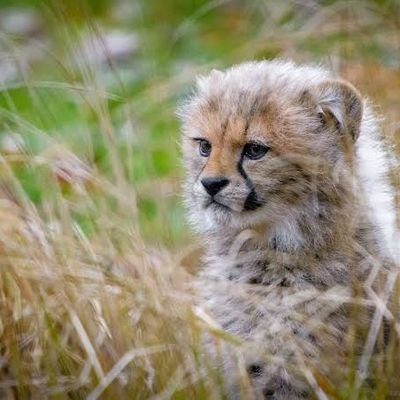 come_53538's profile picture. 「好き」をだまらせないで