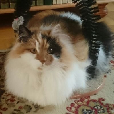 gullarve's profile picture. Värna våra Svenskar! Rent blod❣Återställ Sverige! Bekämpa Globalisterna!