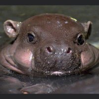 fleshlight (@fleshy_) 's Twitter Profile