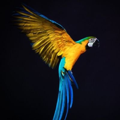 GJ1917's profile picture. 