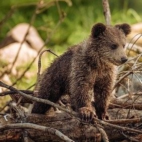 Filmati ed immagini della natura che ci circonda, per imparare ad amarla ed a rispettarla.