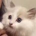 nip (@bbbbbbbbaii) Twitter profile photo nip (@bbbbbbbbaii) Twitter profile photo