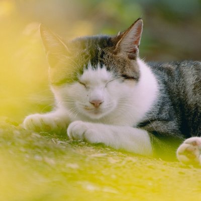 kazekikurage's profile picture. 