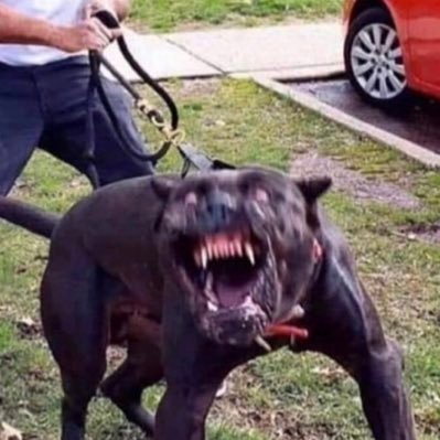 babylonbraphog's profile picture. 