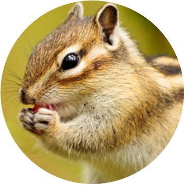 Chipmunk Rancher, Computer Engineer...