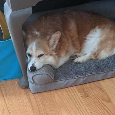 Sleeping Corgi and the Corgi Council