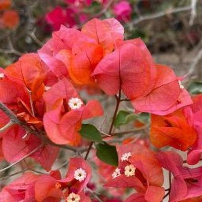 KobitaAktar6's profile picture. 