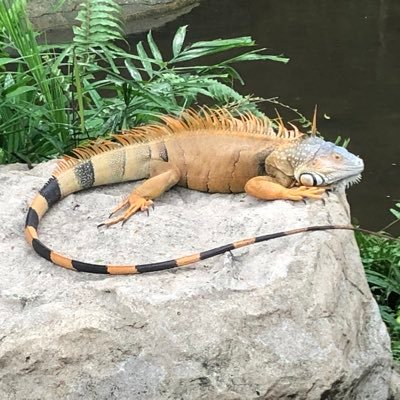 SrgZlr's profile picture. 