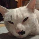 をこんつばさんのプロフィール画像