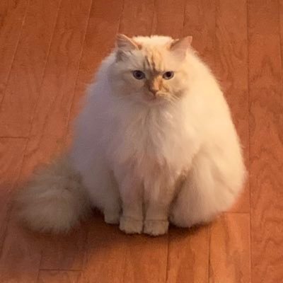 BillyLeFloof Profile Picture