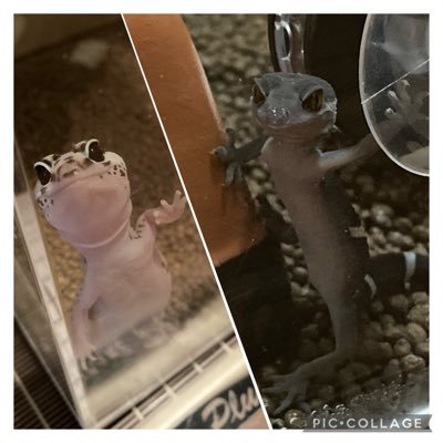 🦎マーブル♀ニシアフリカトカゲモドキ ホワイトアウトhetパターンレス（2021.6.21〜）🦎月光（げっこう） ハイナントカゲモドキ（2021.11.20〜） 猫🐈‍⬛@munchikin0_0 飼い主👩🏻マーブル（ニンゲン）