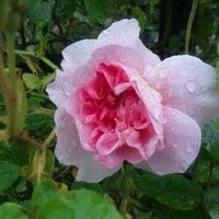 rose(@kiraroseyuzu) 's Twitter Profile Photo