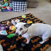 Cookie💙🌻🐶🌻💛 (@jmstwink) 's Twitter Profile