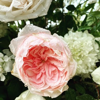 pink1lizzy's profile picture. Asheville NC