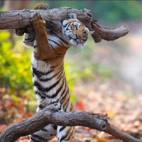 Anil_chaudhary - @wild_for_Anil Twitter Profile Photo