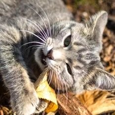 モルックと城と猫とボードゲームが大好きです。  永遠の初心者です🥖
しらたかモルック倶楽部      手話ちょこっと                       モルック/旅/日本100名城/猫/ボドゲ/世界遺産/TOEIC / 旅、城アカ(@nekonekotabi)
ボードゲームアカ(@palkansaaja2)