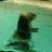 unagi_Seaotter