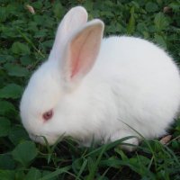 3J Rabbitry Plus(@3JRabbitryPlus) 's Twitter Profile Photo