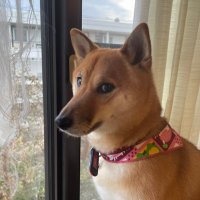 をりん (@worin_hazu_momo) 's Twitter Profile Photo をりん (@worin_hazu_momo) 's Twitter Profile Photo
