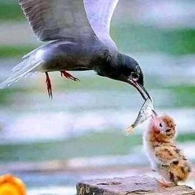 KamyaMeddy1's profile picture. Being humble costs nothing