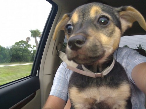 pixelhere's profile picture. I am a little puppy who just got a home. I speak English pretty good, not like those goofy cats.