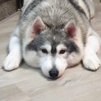 Ikillyou_youlikeme (@ikillyouy) 's Twitter Profile