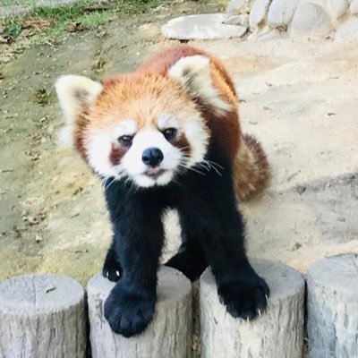 中部地方を中心にレッサーパンダを巡ってます。撮影は全てスマホです💦かのこ・モッチー・ピースケ・ププ・きなこ・キララ・ルールー…