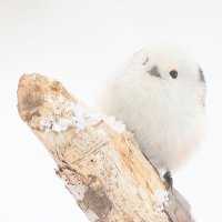 黒縁 (@krbcmgn8) 's Twitter Profile