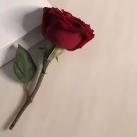 KIN (@m_sscc_s) 's Twitter Profile