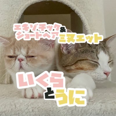 🐱Uni ♀ 2021/01/12 😺Ikura ♂ 2021/07/24🏠JAPAN https://t.co/MgJnDw0OIH