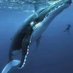 The blue whale (@theblue_whale_) Twitter profile photo The blue whale (@theblue_whale_) Twitter profile photo