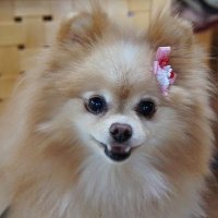 フィガロクレオ (@ripofigarocleo) 's Twitter Profile