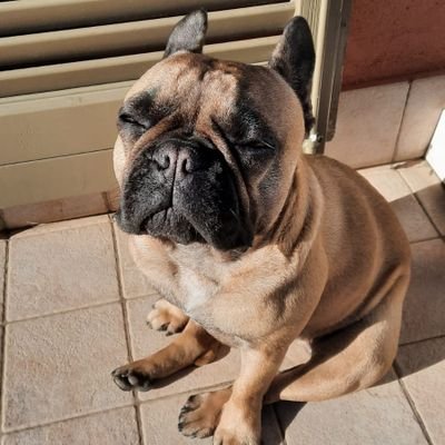 Damrod4488's profile picture. Metal, Italia