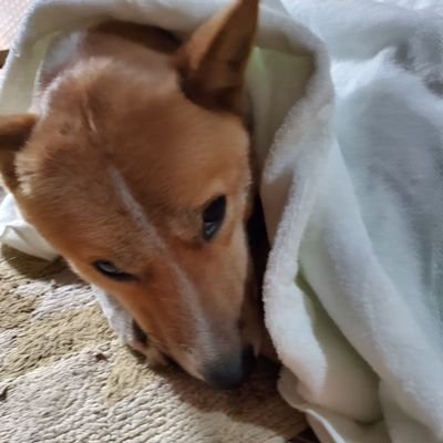 kVPPE1NPqA2pHDC's profile picture. TL50青チーム重課金レイドガチ勢　
愛媛出身　趣味は一人旅　仕事は清掃業
TL50レイドガチ勢大募集
捕獲数約20万匹　バトル勝利数約38100勝
伝説レイド3人討伐に自信あります。