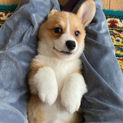 Send Your #corgi Photos To Be Featured💪
🌍 worldwide shipping
🎯 100% Quality Guarantee
🙀 I Will Do My Best to Make You Happy
👇 SHOP HERE