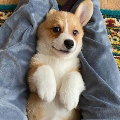 CORGILOVERUSA11 Profile Picture