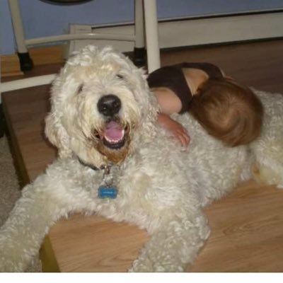Mom, Pediatric Hospitalist, Dog-lover, Book club president, sarcastic humorist, true crime enthusiast, no politics PLEASE.