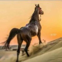 حممودي الدمام .👅 (@x5mmb) Twitter profile photo