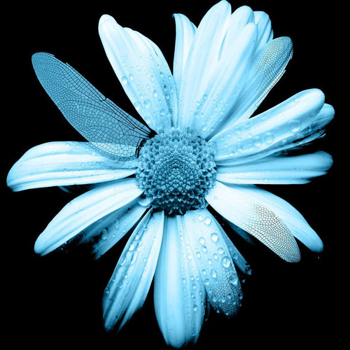 buduriss's profile picture. 