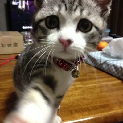 ねこさんさんのプロフィール画像