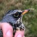 Rowan Wakefield (@birding_buxton) Twitter profile photo Rowan Wakefield (@birding_buxton) Twitter profile photo