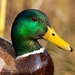 MallardDuck13 Profile Picture